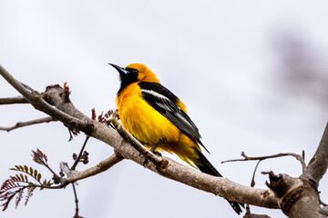 a hooded oriole bird on a branch