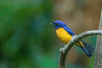 The male Rufous-bellied Niltava (Niltava sundara) is a medium-sized passerine bird with striking plumage featuring vibrant blue upperparts and a bright rufous belly.