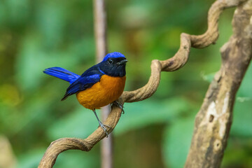 The male Rufous-bellied Niltava (Niltava sundara) is a medium-sized passerine bird with striking plumage featuring vibrant blue upperparts and a bright rufous belly.