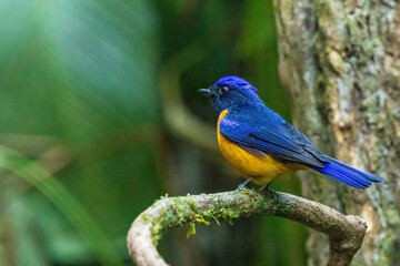 Naklejka premium The male Rufous-bellied Niltava (Niltava sundara) is a medium-sized passerine bird with striking plumage featuring vibrant blue upperparts and a bright rufous belly.