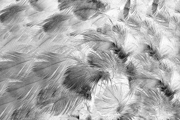 Beautiful black swan feather pattern texture background