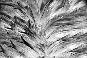 Beautiful black swan feather pattern texture background