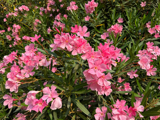 Pink oleander nerium beautiful blossoms 