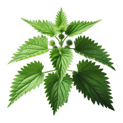 Nettle isolated on transparent background