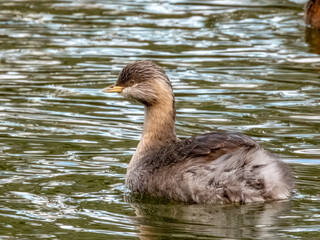 Hoary-headed Grebe - Poliocephalus poliocephalus in Australia