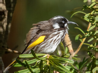 New Holland Honeyeater - Phylidonyris novaehollandiae in Australia
