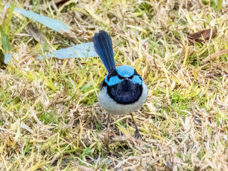 Superb Fairywren - Malurus cyaneus in Australia