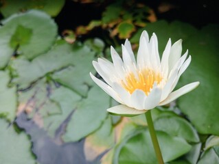 Isolated White Blooming Lotus with Green Leaves on a Pond, Mid view