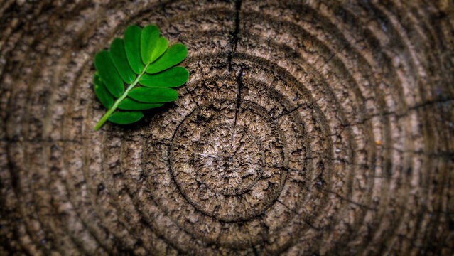Felled tree with leaf