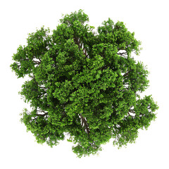 Top view of lush green tree with dense foliage, ideal for nature, environment, and outdoor-themed projects.