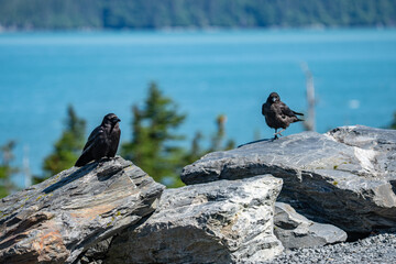The American crow (Corvus brachyrhynchos) is a large passerine bird species of the family Corvidae. Shotgun Cove Trailhead, Whittier, Alaska 
