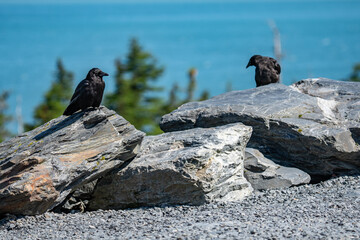 The American crow (Corvus brachyrhynchos) is a large passerine bird species of the family Corvidae. Shotgun Cove Trailhead, Whittier, Alaska 
