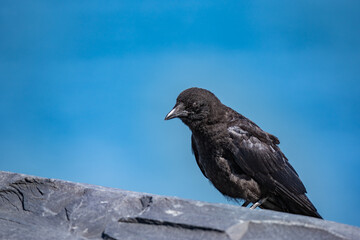 The American crow (Corvus brachyrhynchos) is a large passerine bird species of the family Corvidae. Shotgun Cove Trailhead, Whittier, Alaska 
