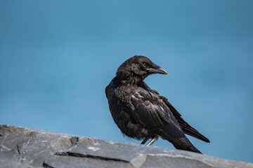 The American crow (Corvus brachyrhynchos) is a large passerine bird species of the family Corvidae. Shotgun Cove Trailhead, Whittier, Alaska 

