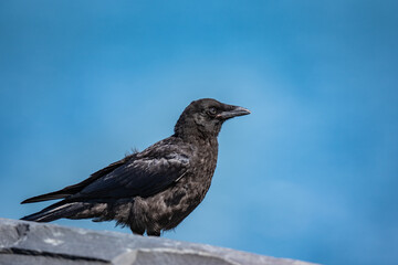 The American crow (Corvus brachyrhynchos) is a large passerine bird species of the family Corvidae. Shotgun Cove Trailhead, Whittier, Alaska 
