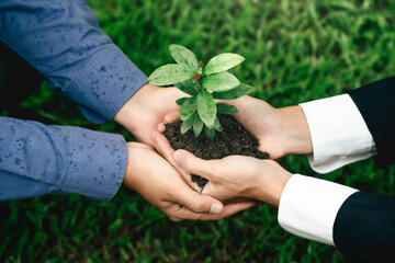 Business hands holding green plant tree together for sustainable environment Ecosystem Organization development in World environment day. collaboration in a green business company.
