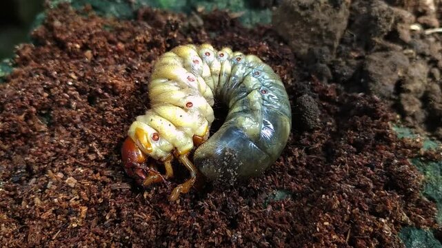 Rhinoceros beetle larvae or Dynastinae top view