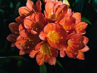 Fototapeta premium Clivia flower
