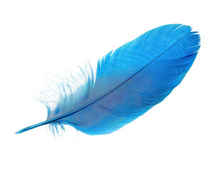 A blue feather with a white background