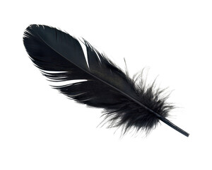 A black feather with a white background