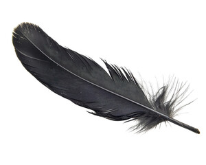 A black feather with a white background