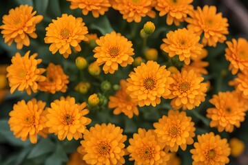 Pot marigold flower bokeh background, AI Generated