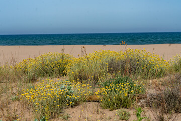 Mediterranean Sand Beach Dunes Vegetation