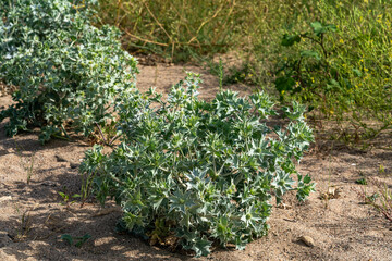 Mediterranean Sea Holly