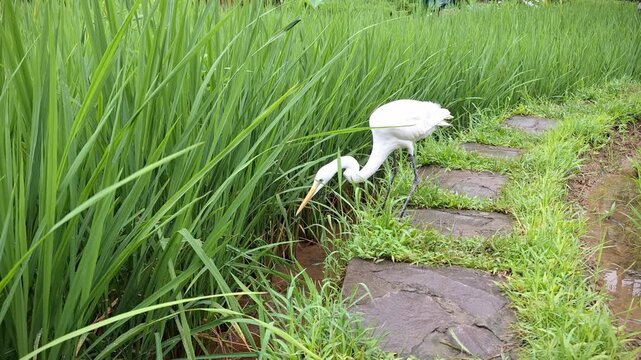 Cute little white heron catching fish among ricefield at Sawah Segar restaurant, Sentul Bogor Indonesia.
