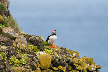 Atlantic puffin, common puffin - Fratercula arctica - on the rock at cliff blue seawater in backgroud. Photo Latrabjarg sea cliff in Iceland