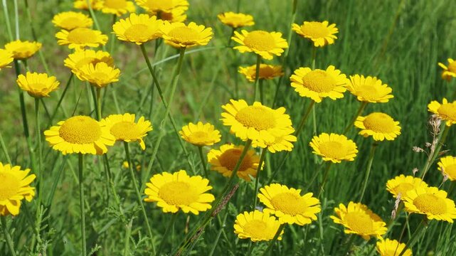 Closeup video of yellow chamomile or Golden marguerite, Anthemis tinctoria flowers. Cota tinctoria in a meadow. Beautiful flowers with bright yellow