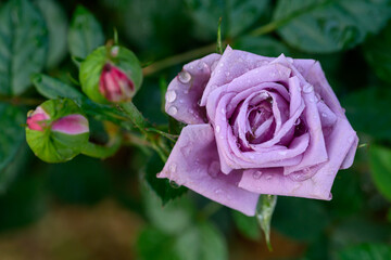 A purple rose with water droplets on its petals blooms in the garden.