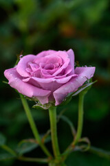 A purple rose with water droplets on its petals blooms in the garden.