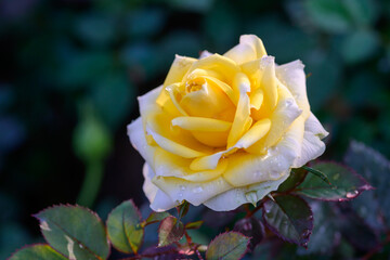 A yellow rose with water droplets on its petals blooms in the garden.