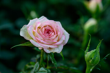 A pink rose with water droplets on its petals blooms in the garden.