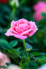 A pink rose with water droplets on its petals blooms in the garden.