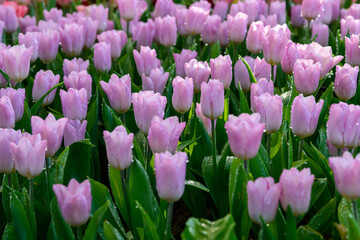 Blooming Tulips and water droplets on its petals blooms in the garden.