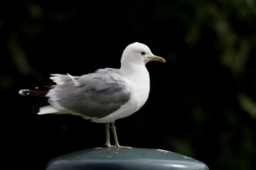 Common gull