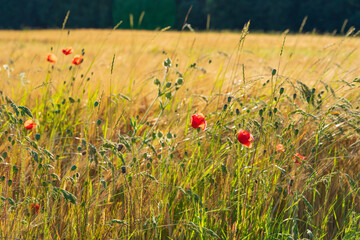 Vibrant Red Poppies in Sunlit Meadow. Field of Wild Flowers in Full Bloom