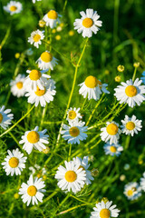 Blooming Chamomile Field: Natural Beauty in Full Bloom. This image captures the delicate white petals and vibrant yellow centers of chamomile flowers against lush green foliage.