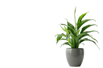 A Peace Lily Blooms in a Gray Pot Against a White Background