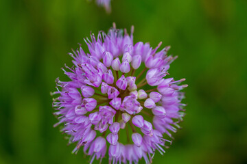 Macro Shot of Lavender Allium Flower Head. Detailed View of Round Floral Cluster with Delicate Petals