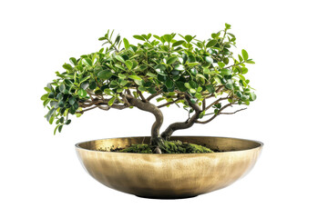 A Miniature Green Oasis: A Bonsai Tree in a Brass Pot
