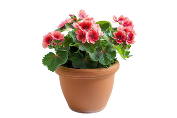 A Delicate Potted Plant With Vibrant Pink Blooms, Captured In A Moment Of Tranquility