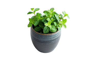 Naklejka premium A Lush Pot of Freshly Grown Mint Against a White Background