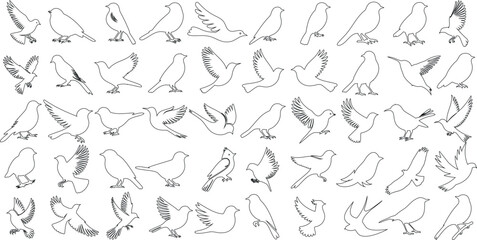Bird outline, bird line art, flying birds sketches vector, avian designs, nature symbols, wildlife, birds species illustration