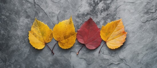 Fototapeta premium Autumn Leaf Arrangement on a Slate Background