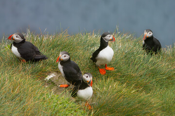 The flock of Atlantic puffins, common puffins - Fratercula arctica - on the rock at cliff with blue seawater in backgroud. Photo Latrabjarg sea cliff in Iceland.