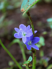 Close-up of two blue and purple flowers in bloom.