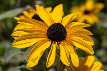 Marguerite jaune (rudbeckia hirta).